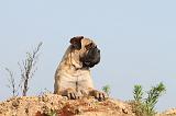 BULLMASTIFF 244